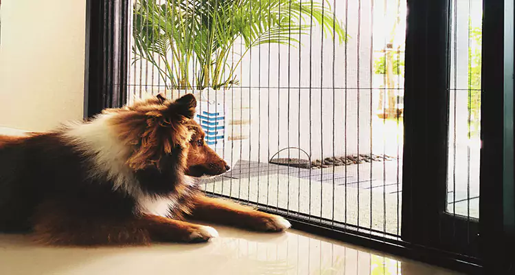 Sliding Screen Pet Door Repair in Iona, FL