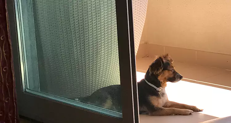 French Door Pet Screen Repair in Iona, FL